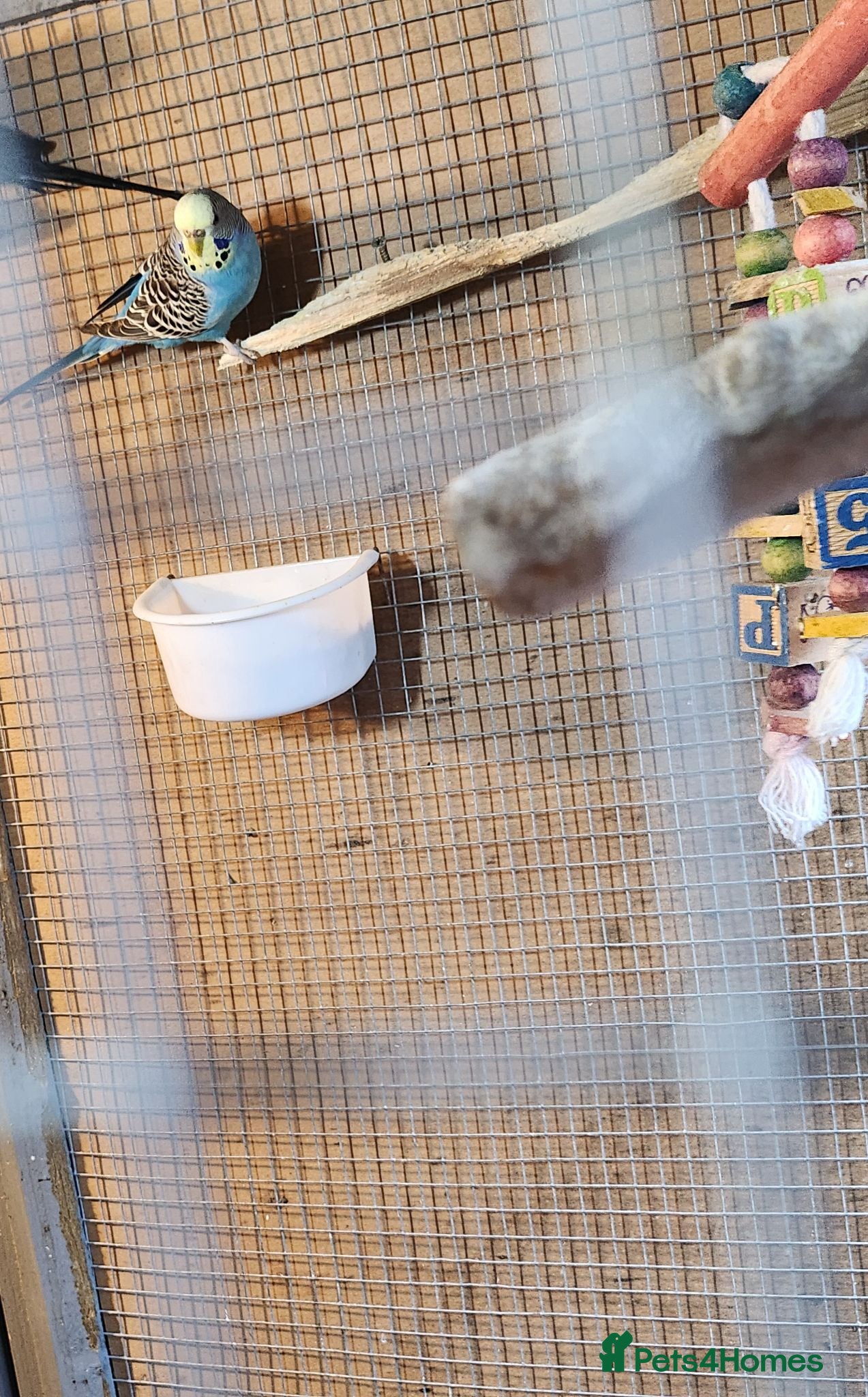 Budgerigars birds Baby budgies - Advert 2