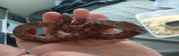 Snake reptiles for sale: Corn snake  - Advert 3