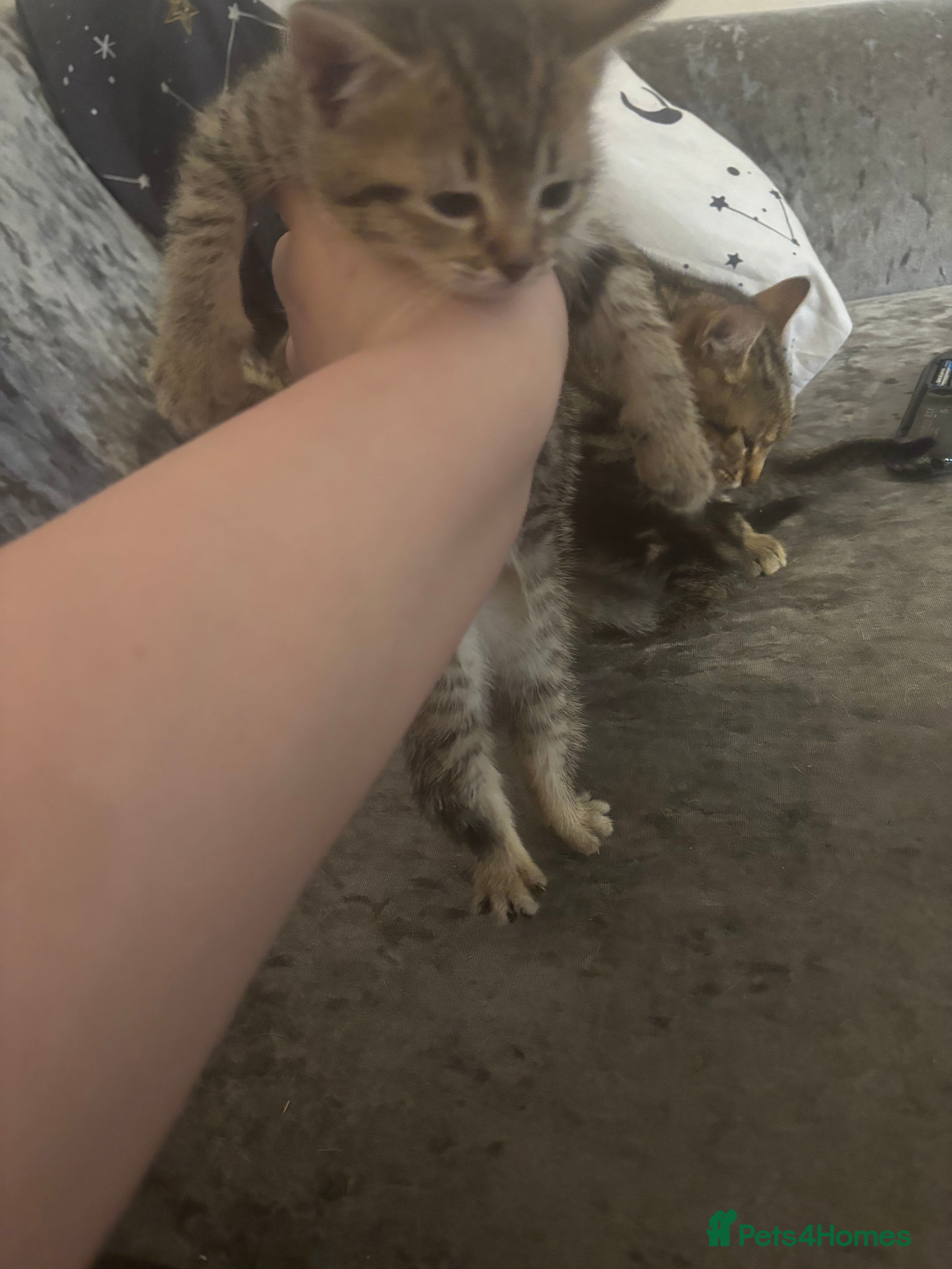 Bengal cats Bengal kittens  - Advert 3