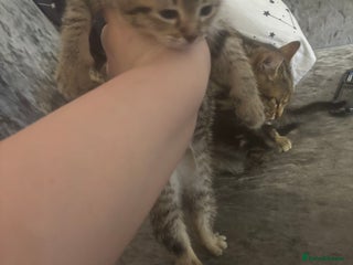 Bengal cats Bengal kittens - Advert 3