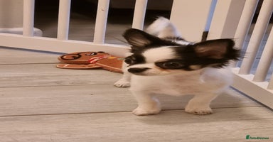 Chihuahua dogs - Advert 7
