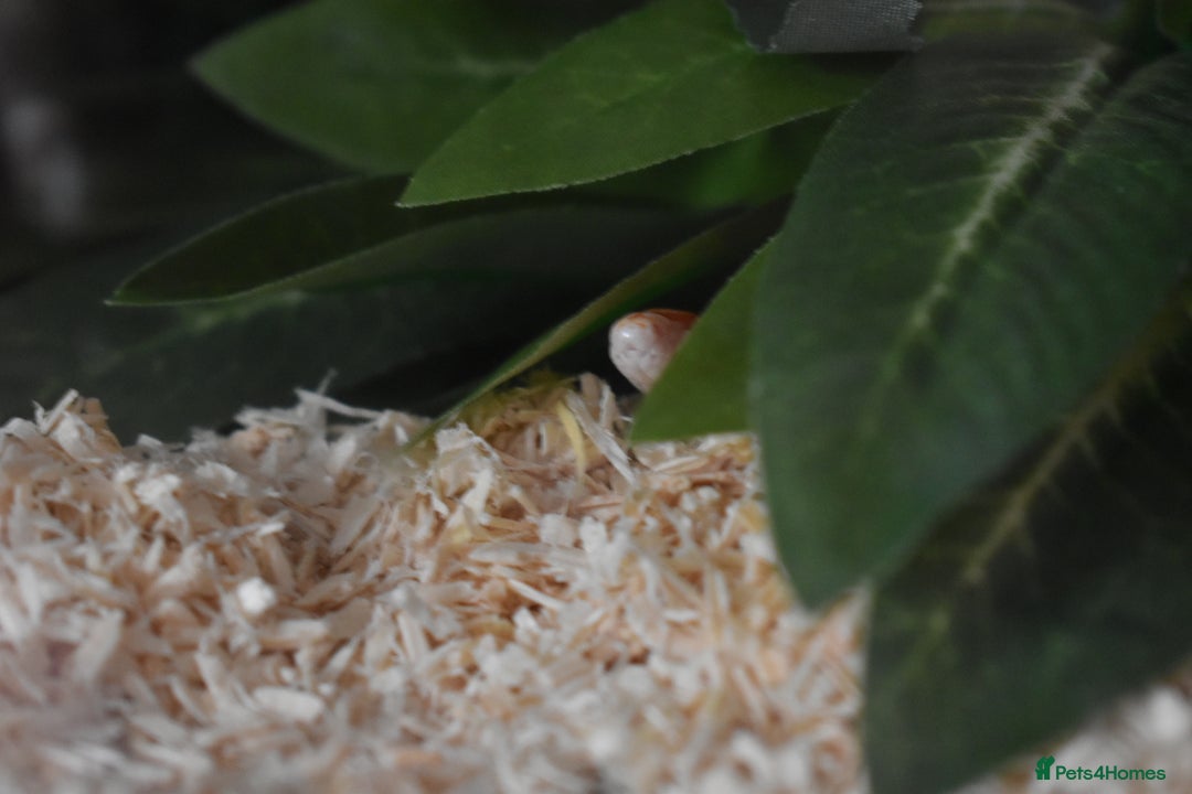 Corn Snake reptiles for sale: Amel corn snake - Image 2
