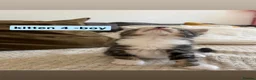 Mixed Breed cats for sale: Bengal - Maincoon mix - Advert 14