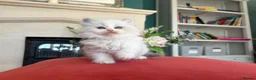 Ragdoll cats for sale: Pedigree Ragdoll babies Ready now - Advert 1