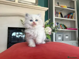 Ragdoll cats for sale: Exquisite pedigree ragdoll babies - Advert 1