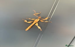 Stick Insects invertebrates for sale: Giant prickly stick insects - Box of 5 - Image 7
