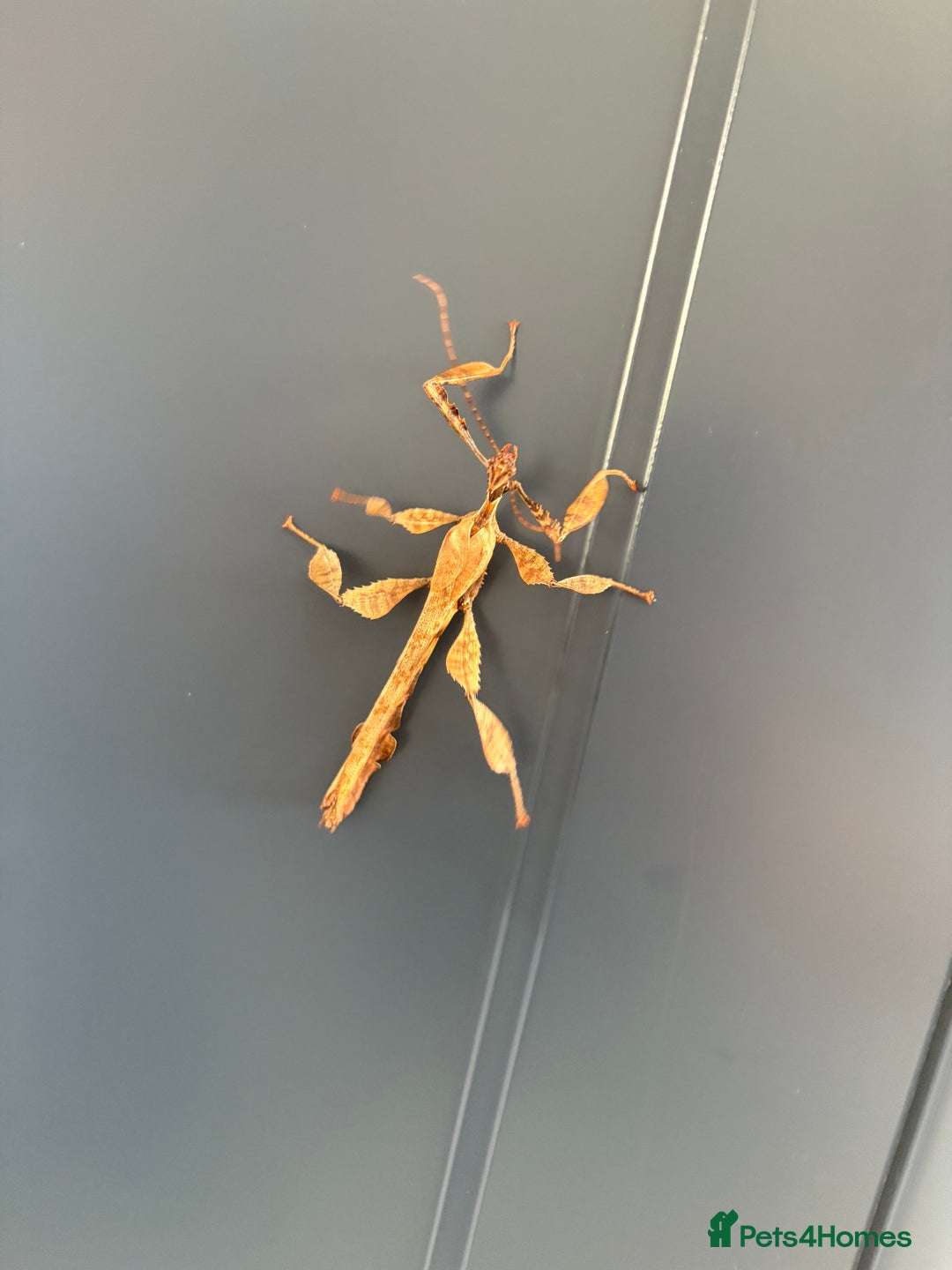 Stick Insects invertebrates for sale: Giant prickly stick insects - Box of 5 - Image 7