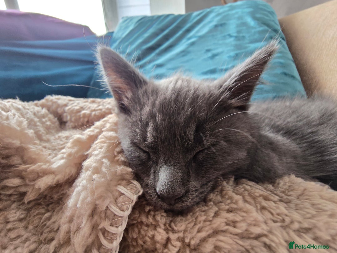 Mixed Breed cats for sale: Beautiful boy - Image 2