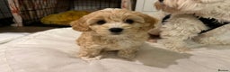 Miniature Poodle dogs for stud: Stud miniature poodle  - Advert 9