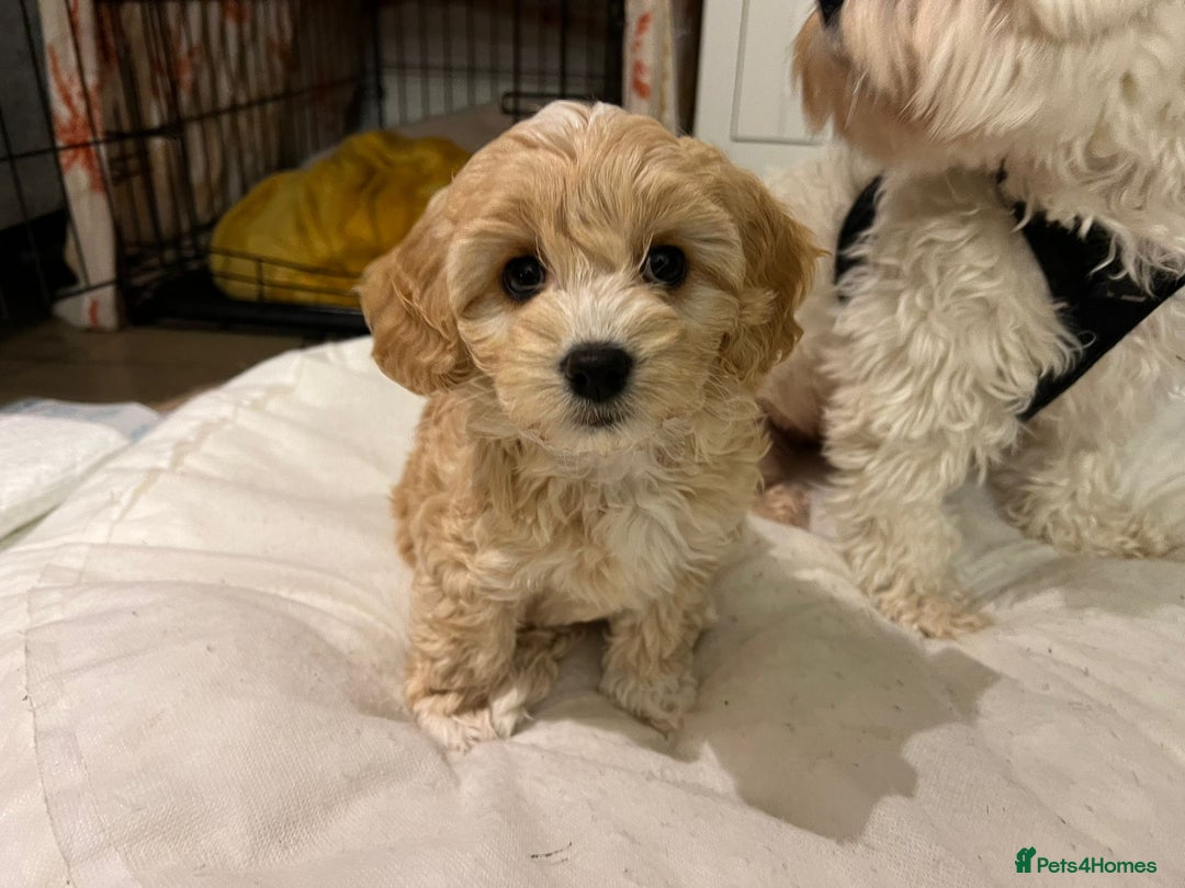 Miniature Poodle dogs for stud: Stud miniature poodle  - Advert 9