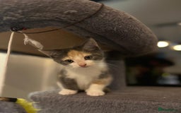Maine Coon cats for sale: Fluffy crossed maine coon kittens for sale - Image 21