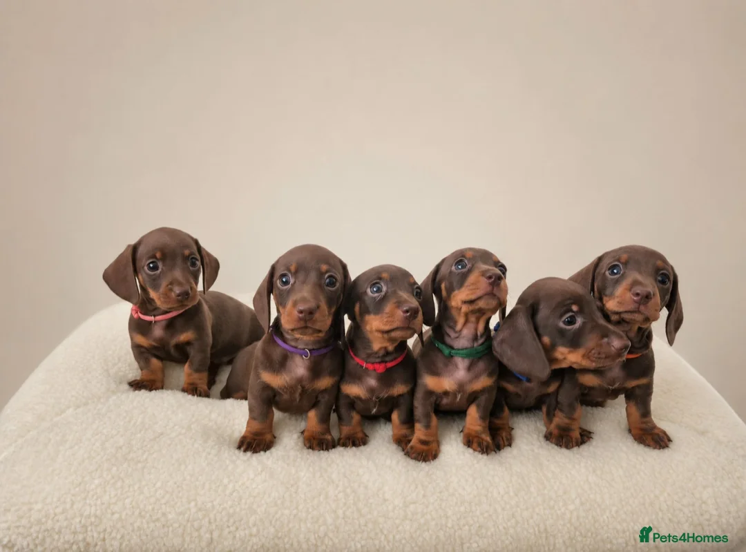 Miniature Dachshund dogs for sale: *KC Reg Miniature Dachshund Puppies available * - Advert 1