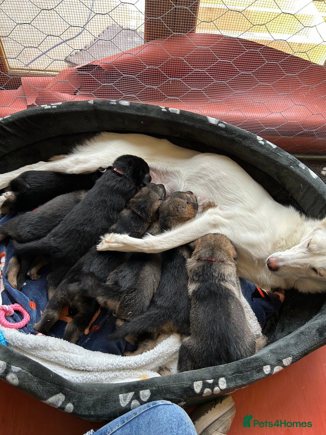 Shepsky dogs for sale: 1 beautiful male left for sale - Image 2