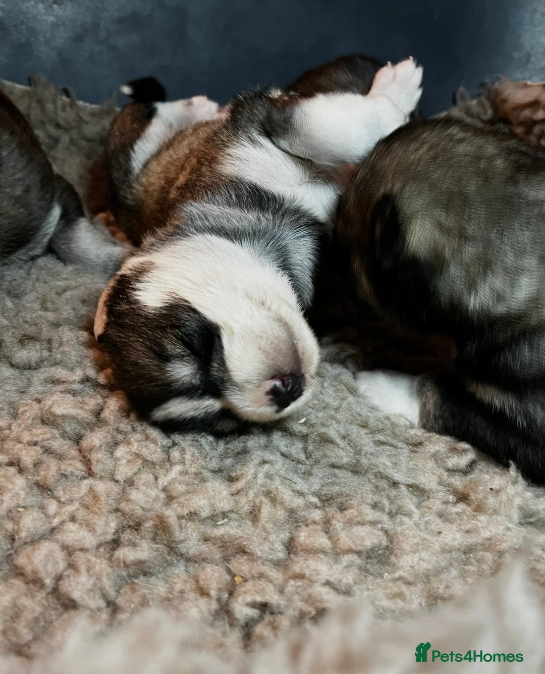 Siberian Husky dogs for sale: Stunning Husky Puppies - Advert 18