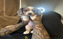 Mixed Breed dogs for sale: Borderliers  - Image 4