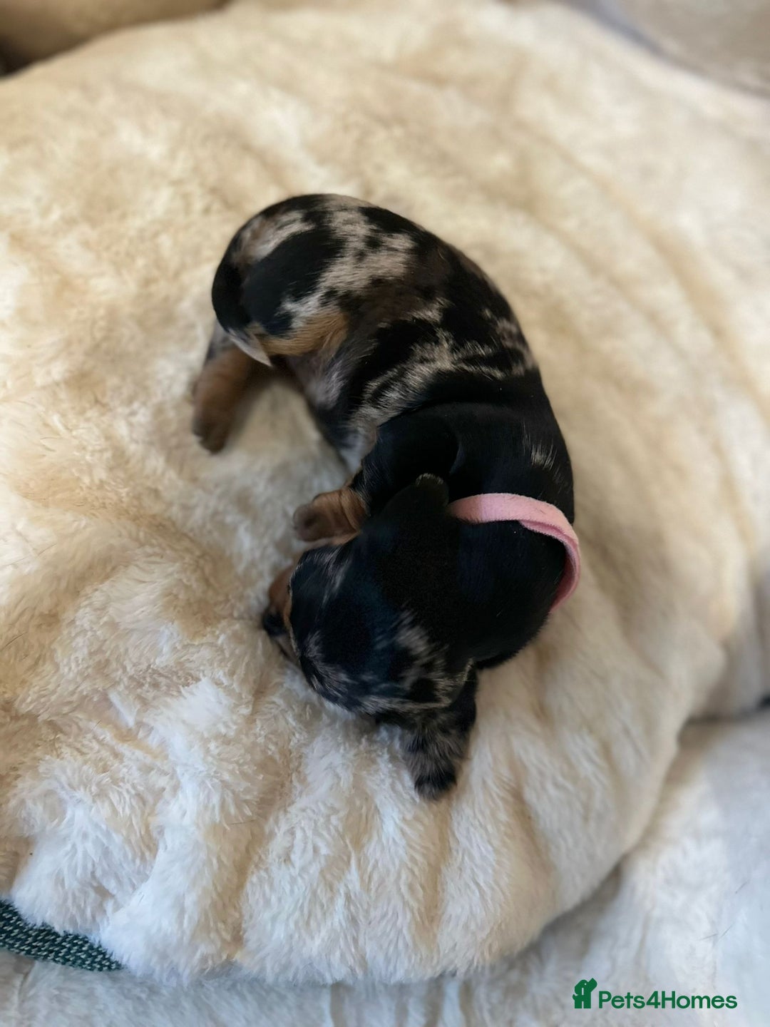 Miniature Dachshund dogs for sale: Miniature Dachshund Puppies - Advert 16