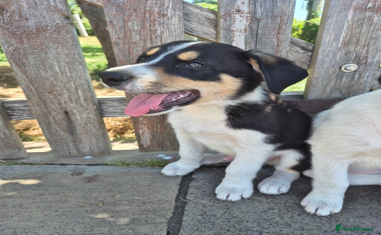Border Collie dogs - Advert 14