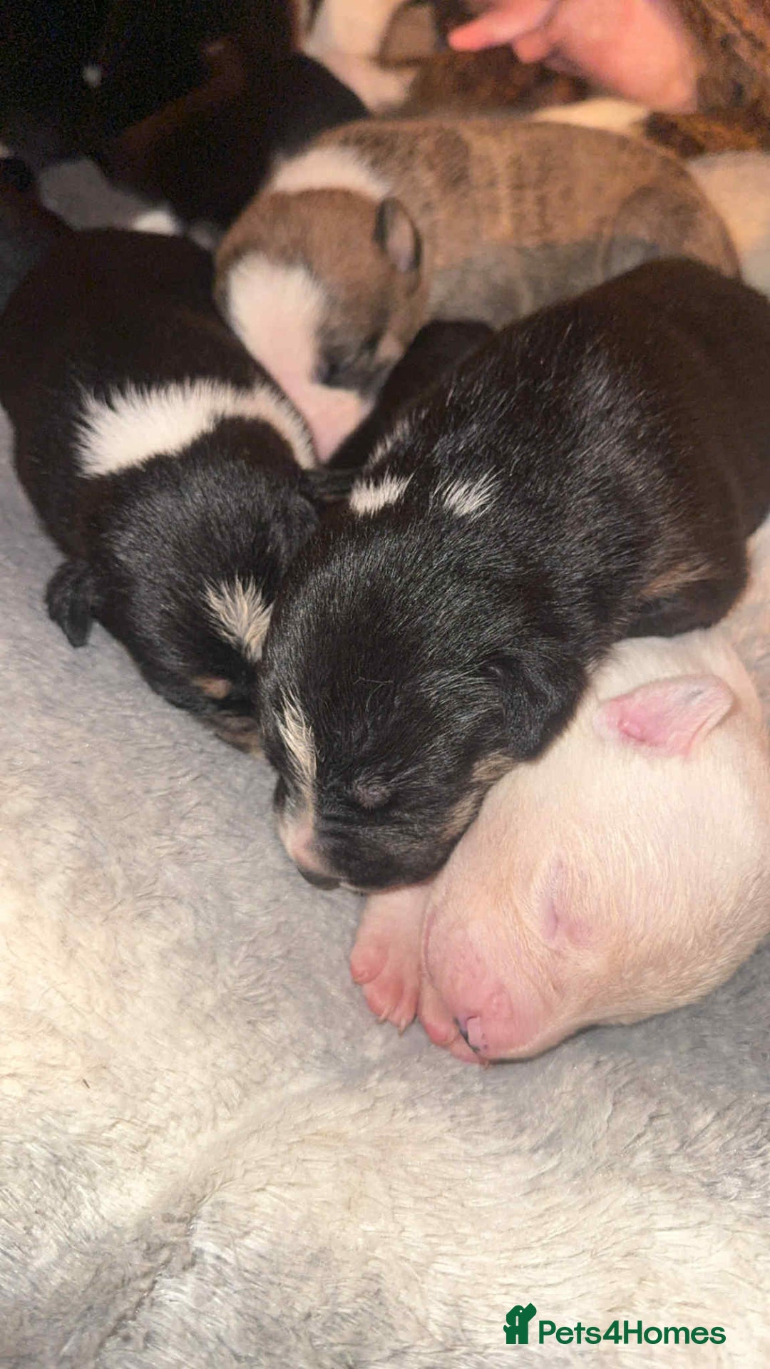 Mixed Breed dogs for sale: Pups for sale  - Advert 10