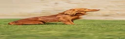 Cocker Spaniel dogs for sale: KC REGISTERED COCKER SPANIEL PUPPIES  - Advert 8