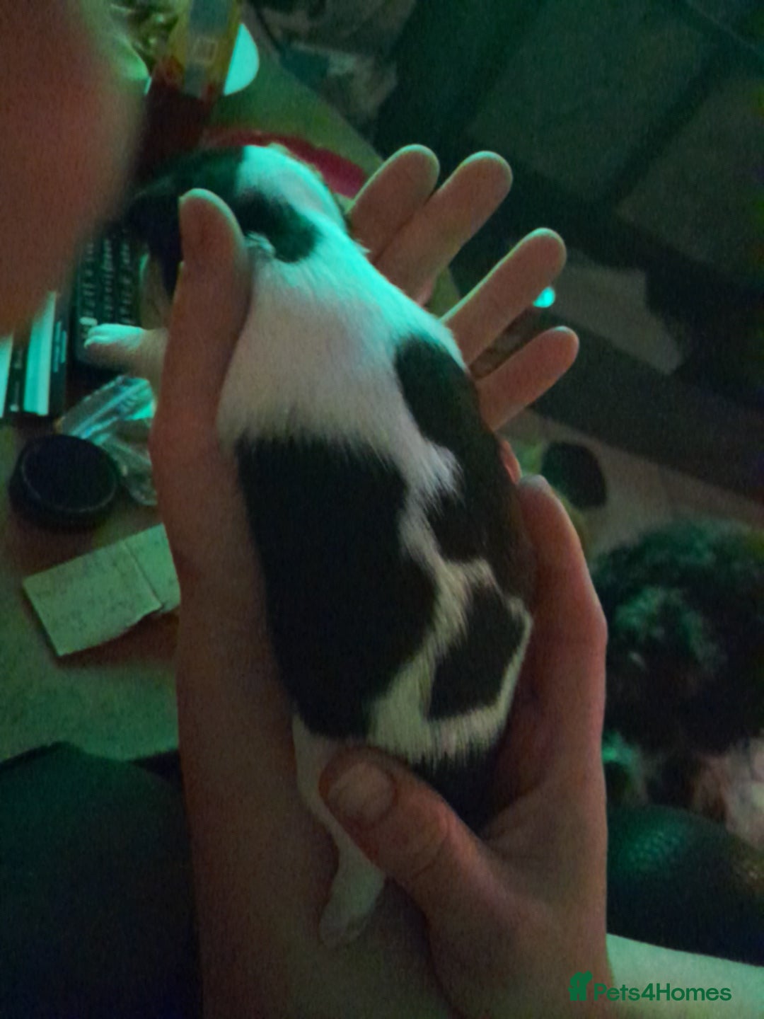 Chihuahua dogs for sale: 2 beautiful chihuahua pups - Image 7