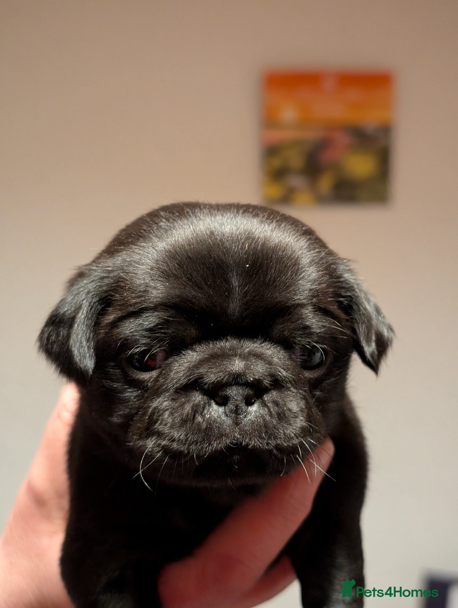 Pug dogs A beautiful litter of pugs  - Advert 2