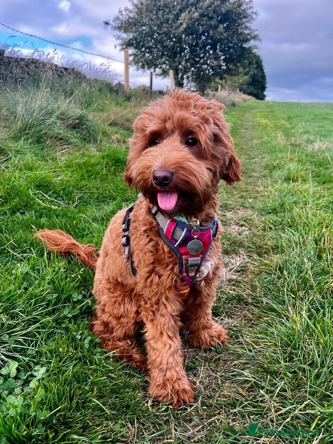 Mixed Breed dogs for sale: Mini Red Double Doodles  - Advert 4