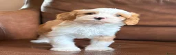 Tibetan Terrier dogs for sale: Beautiful Kc Registered Tibetan Terrier Puppies - Advert 13