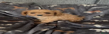 Cavapoo Puppy 3