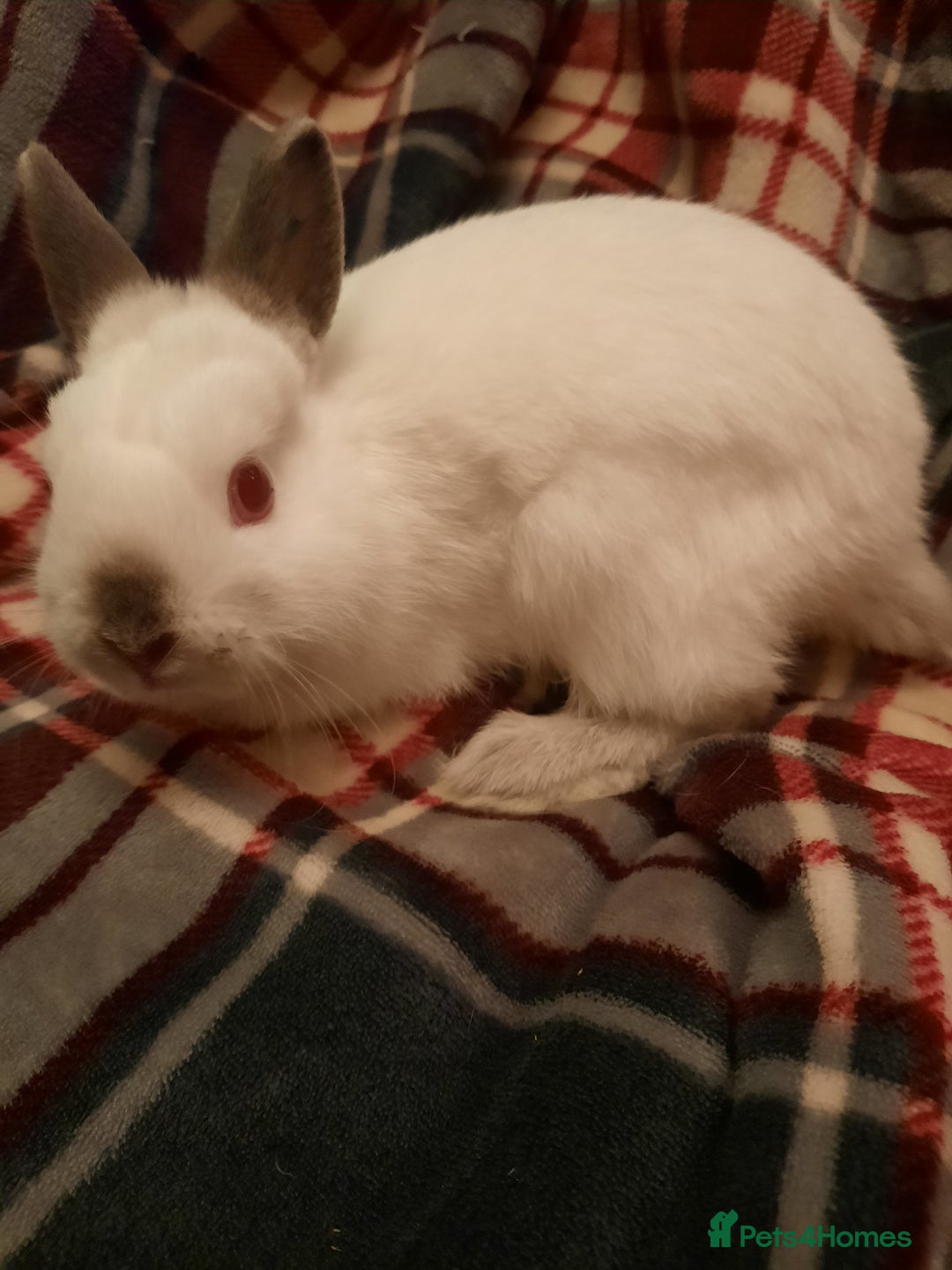 Netherland Dwarf rabbits for sale: Seven Litters Of Netherland Dwarf Babies - Image 15