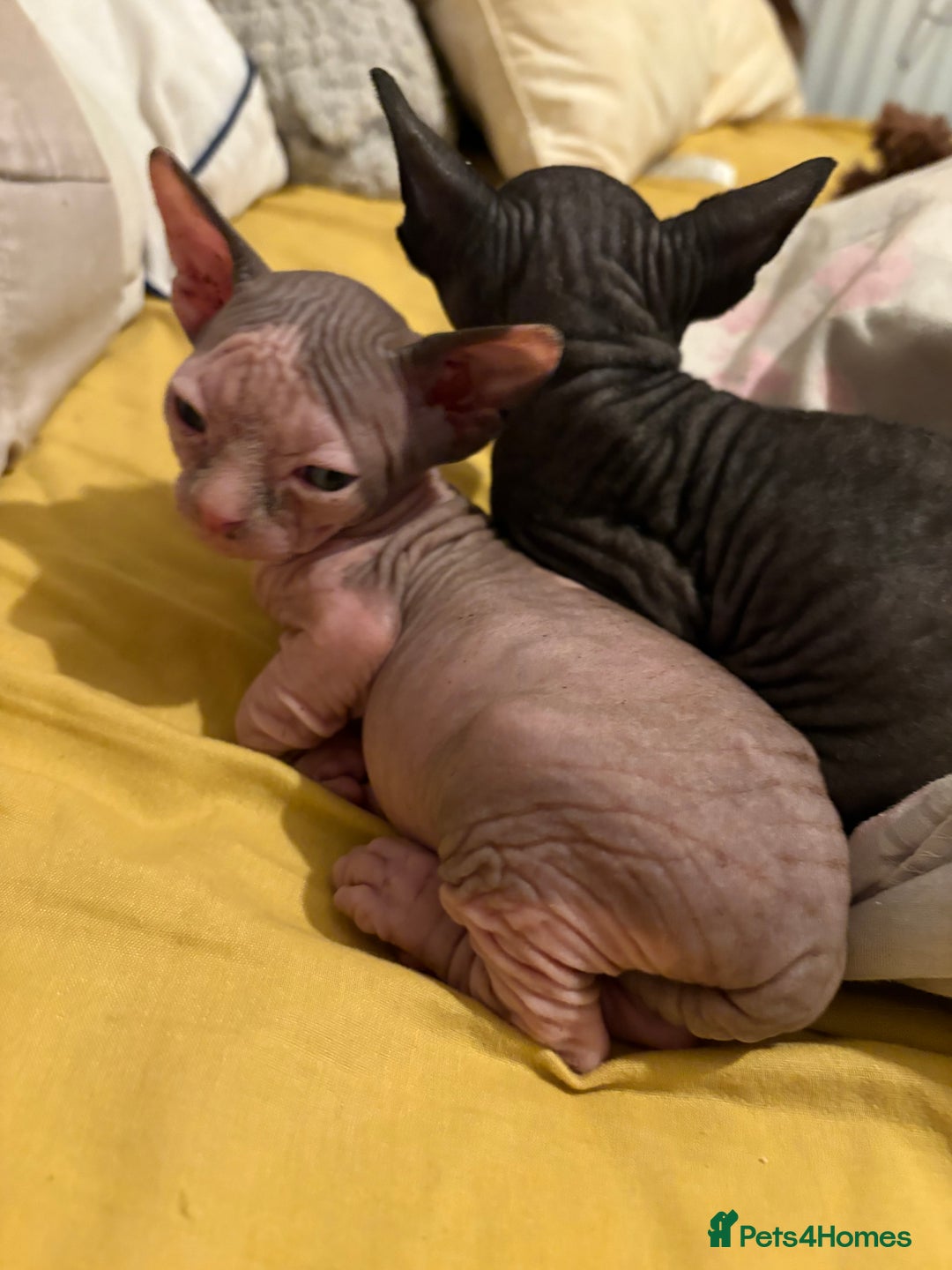 Sphynx cats for sale: Beautiful Sphynx babies  - Advert 5