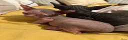 Sphynx cats for sale: Beautiful Sphynx babies  - Advert 5