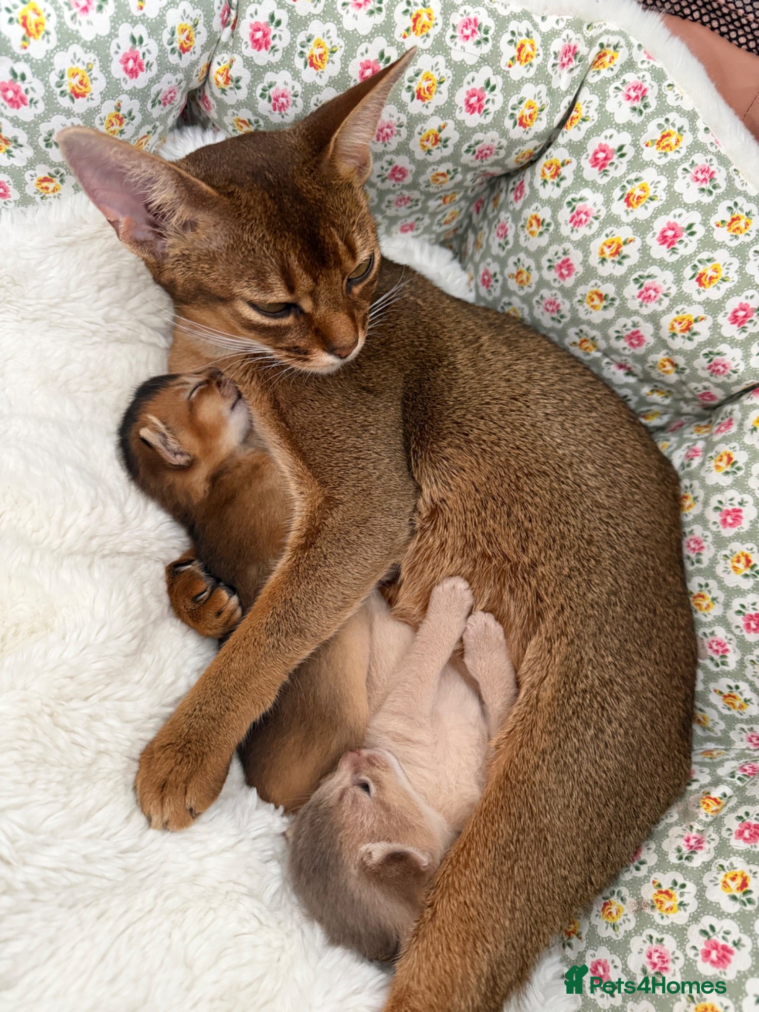 Abyssinian cats Rare 1 fawn boy 🤍 5 gen pedigree 👑TICA ready now - Advert 2