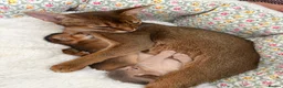 Abyssinian cats for sale: Rare 1 fawn boy 🤍 5 gen pedigree 👑TICA ready now in Wokingham - Advert 3
