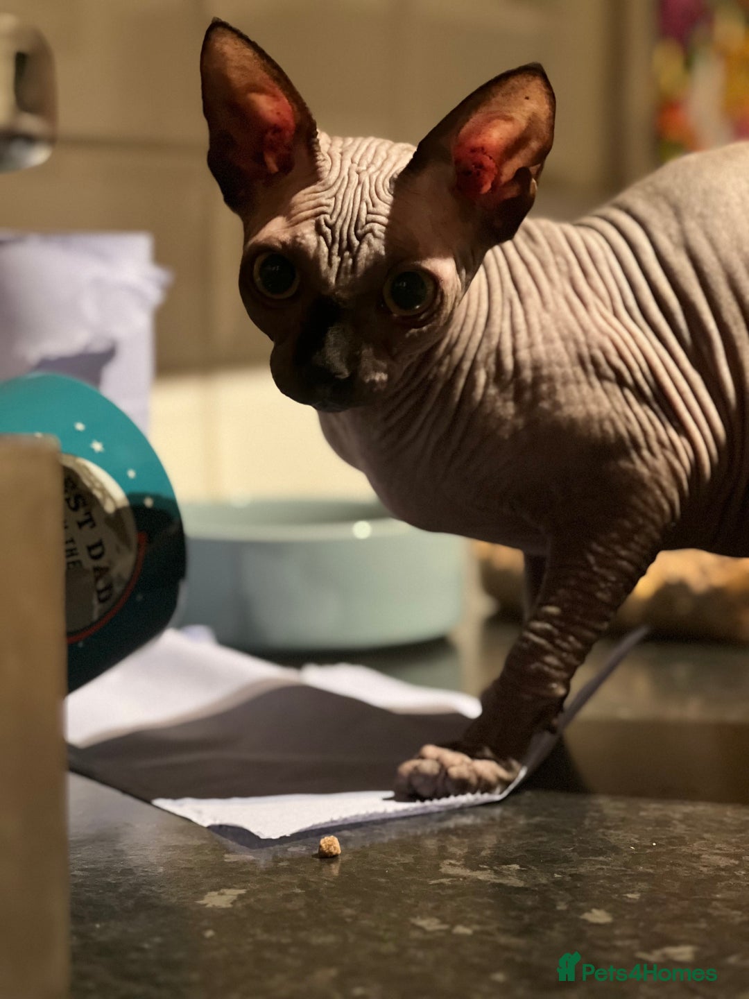 Sphynx cats for sale: Sphynx girl for sale - Advert 2