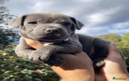 Staffordshire Bull Terrier dogs for sale: STUNNING CHAMPION BRED LITTER - Image 5
