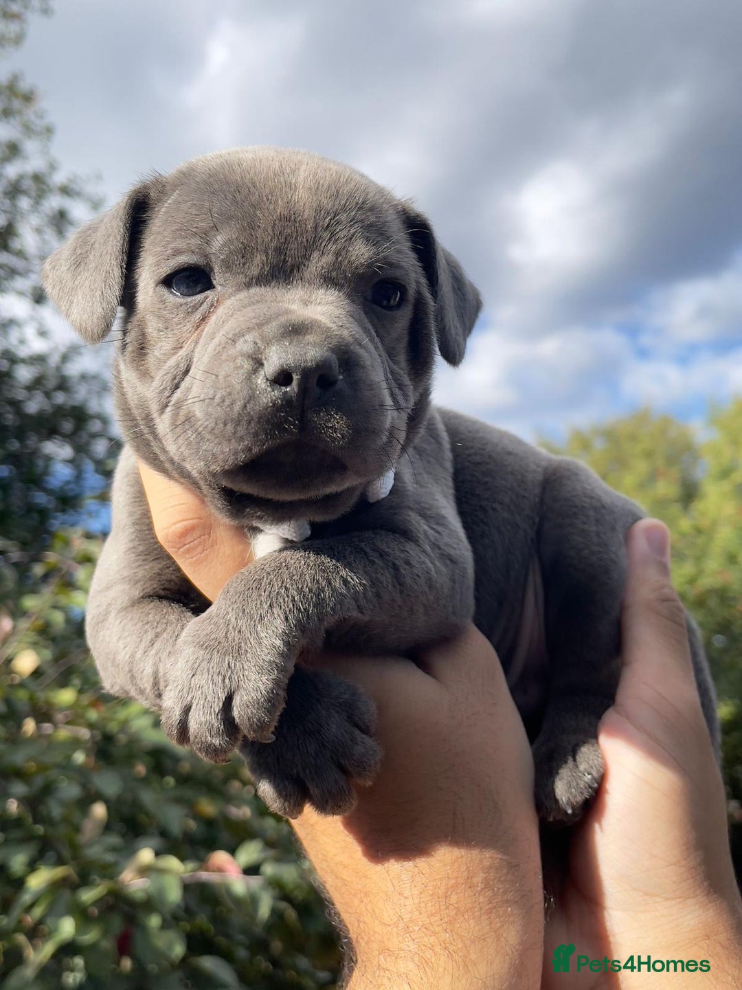 Staffordshire Bull Terrier dogs for sale: STUNNING CHAMPION BRED LITTER - Image 5