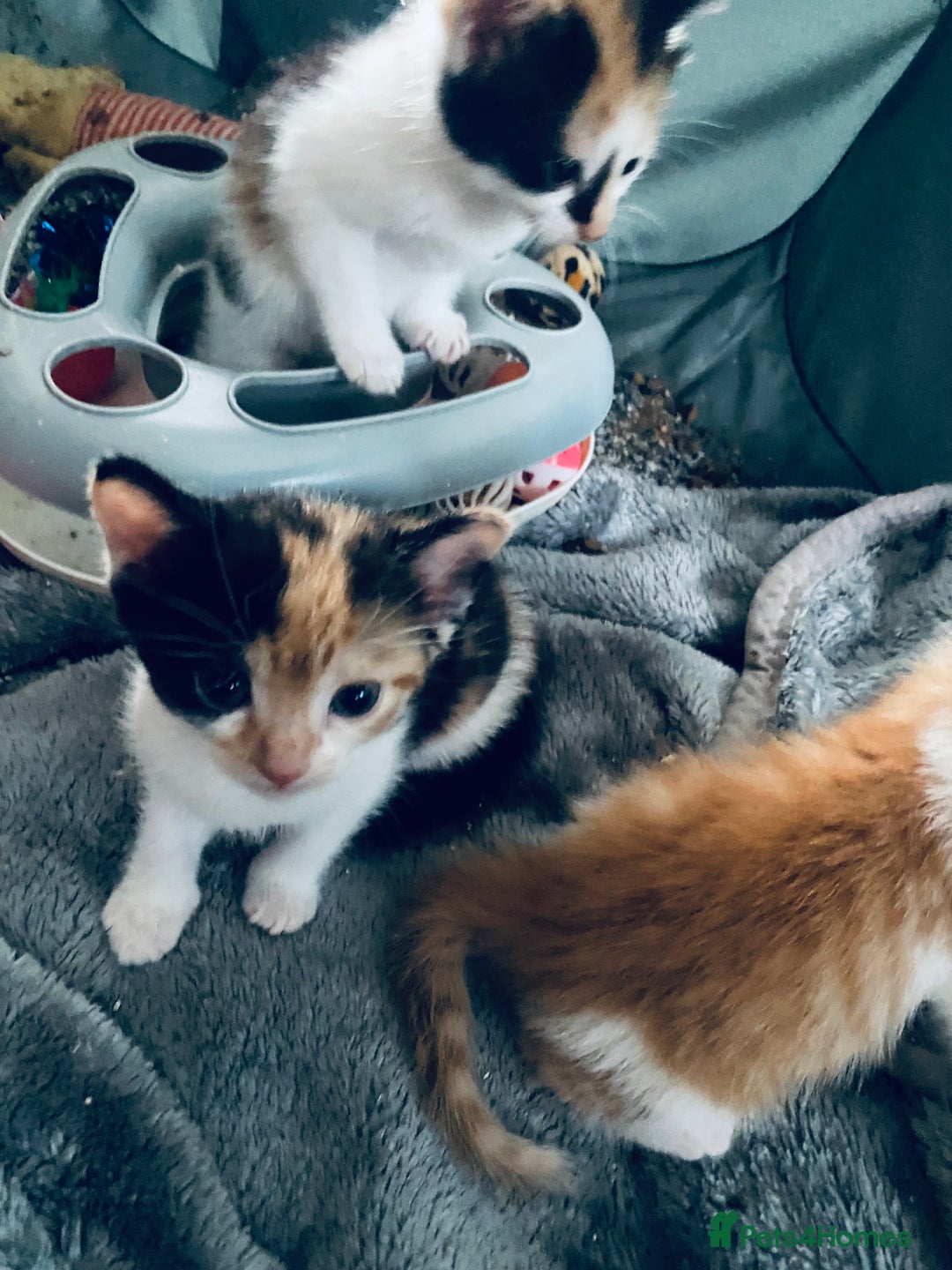 Mixed Breed cats for sale: Fluffy ginger & short fur calico 🐱🤩 - Image 16