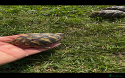 Hermann Tortoise reptiles for sale: Hermann Tortoise Hatchlings  - Image 5