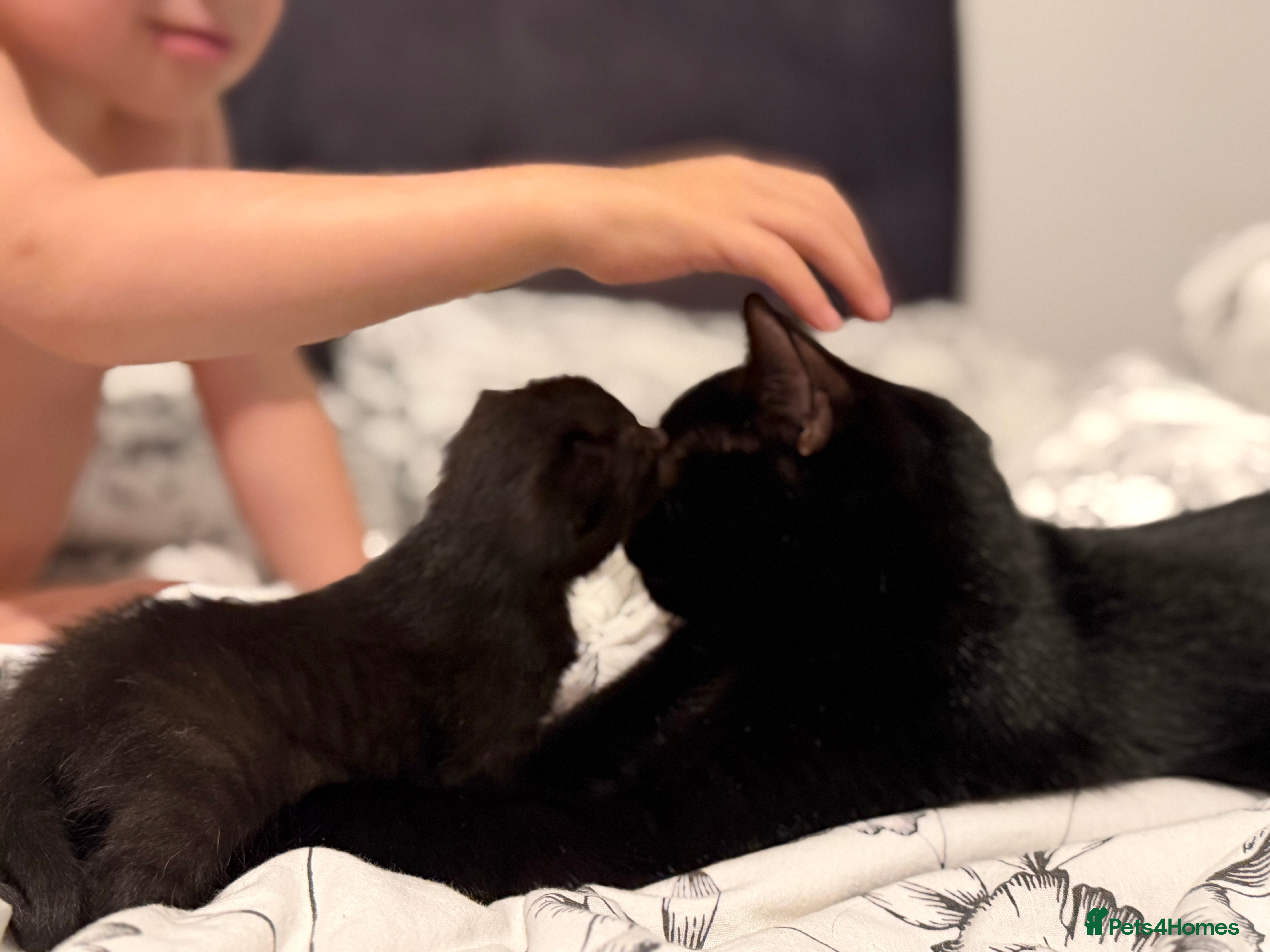 Domestic Shorthair cats Black Adorable Domestic Shorthair Kitten  - Advert 1