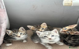 Bengal cats for sale: Full bengal kittens - Image 9
