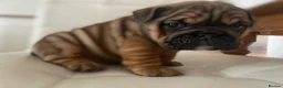 English Bulldog dogs for sale: Quality English bulldogs  - Advert 13