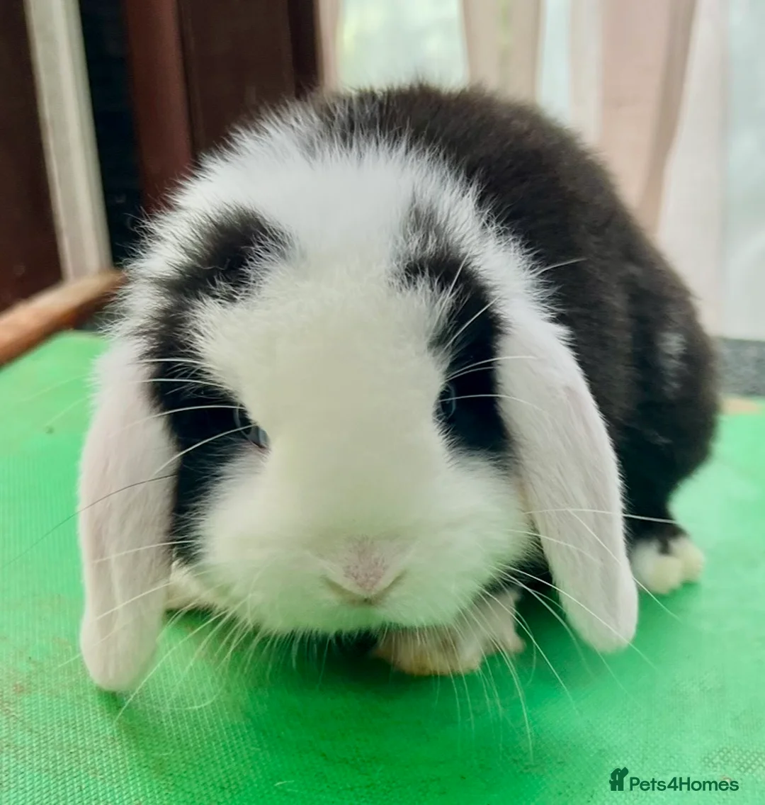 Mini Lop rabbits for sale: Beautiful coloured Mini Lops - Advert 21