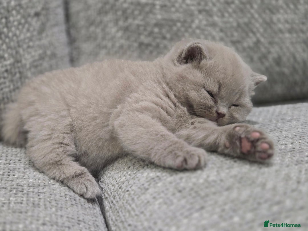 British Shorthair cats for sale: Gorgeous Pure Breed British shorthair kittens  - Advert 6