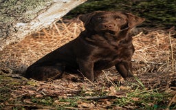 Labrador Retriever dogs for stud: Gorgeous chocolate Labrador  - Image 10