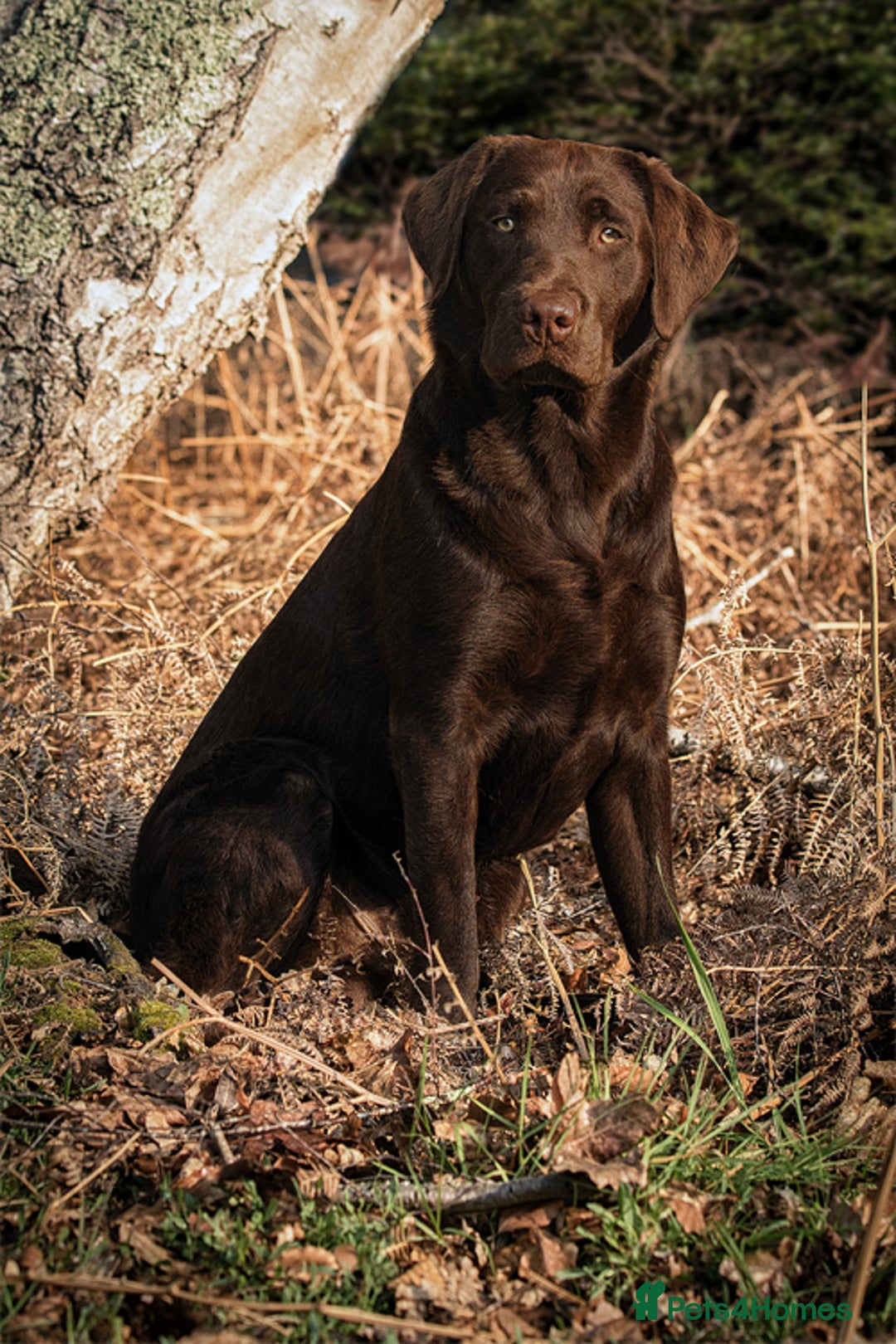 Labrador Retriever dogs for stud: Gorgeous chocolate Labrador  - Image 10