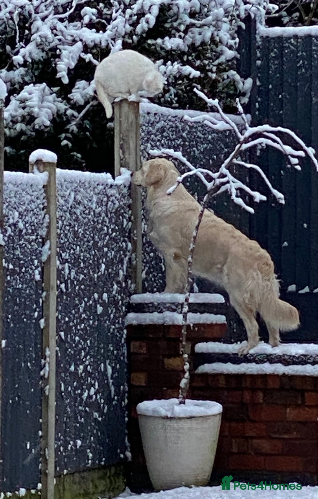 Golden Retriever dogs for sale: Perfectly Awesome Golden Retrievers  - Advert 13