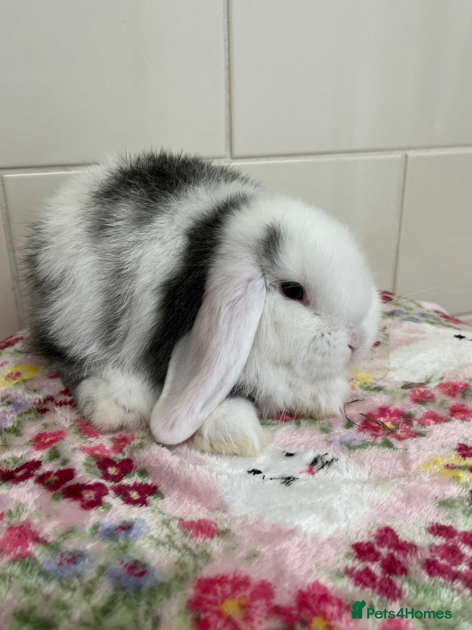 Mini Lop rabbits Beautiful litter of mini lops READY NOW  - Advert 2