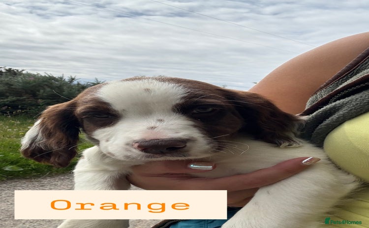 English Springer Spaniel dogs - Advert 2