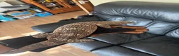 Monitor reptiles for sale: White throat monitor - Advert 4