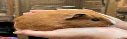 Guinea Pig rodents for sale: Lovely baby guinea pig boys - Advert 8
